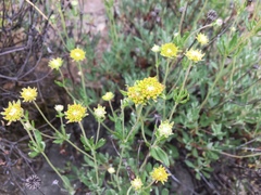 Oligogonum