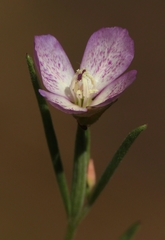 Clarkia affinis