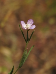 Clarkia affinis
