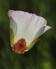 Calochortus simulans