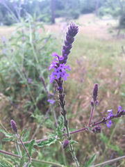 Verbena lasiostachys
