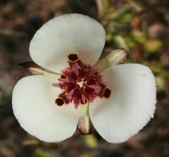 Calochortus simulans