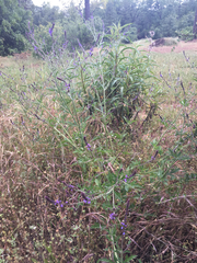 Verbena lasiostachys