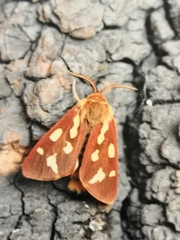 Arctia aulica