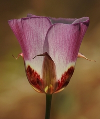 Calochortus simulans