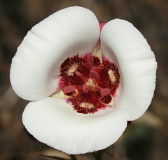 Calochortus simulans