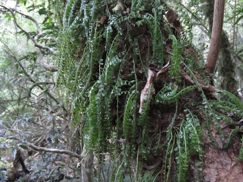 Image of Asplenium sandersonii by (c) Gonzalo Roget, some rights reserved (CC BY)