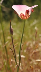 Calochortus simulans