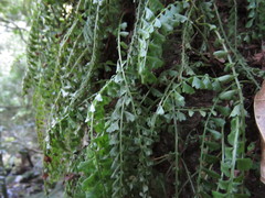 Asplenium sandersonii