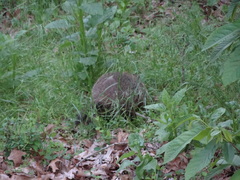 Marmota monax
