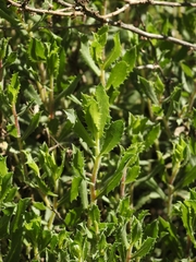 Hazardia squarrosa squarrosa