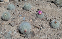 Thelocactus macdowellii