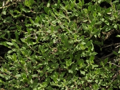 Hazardia squarrosa squarrosa