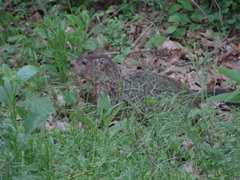 Marmota monax