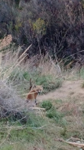 Red Fox photographed in Montana