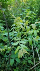 Juglans nigra