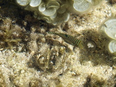 Canthigaster