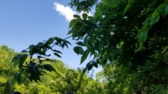 Celtis occidentalis