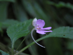Impatiens hochstetteri