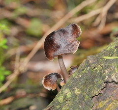 Mycena nargan