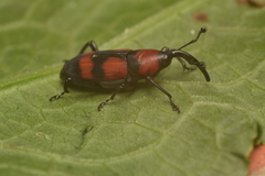 Rhodobaenus bicinctus