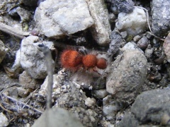 Sphaeropthalma unicolor