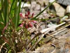 Trifolium reflexum
