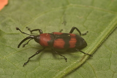 Rhodobaenus bicinctus