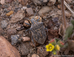 Prionosoma podopioides