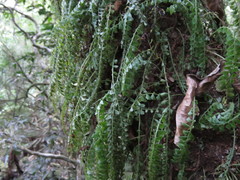 Asplenium sandersonii