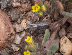 Prionosoma podopioides