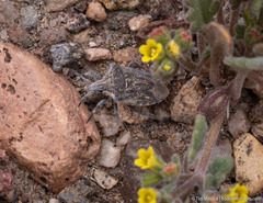 Prionosoma podopioides