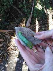 Opodiphthera eucalypti