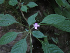 Impatiens hochstetteri