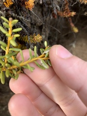 Olearia cymbifolia