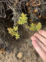 Olearia cymbifolia
