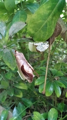 Paralebeda plagifera
