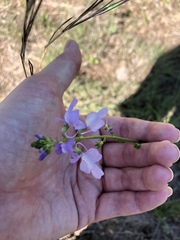 Nuttallanthus texanus