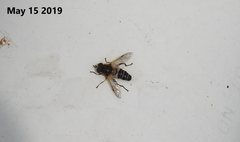 Helophilus eristaloidea