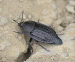 Silphinae