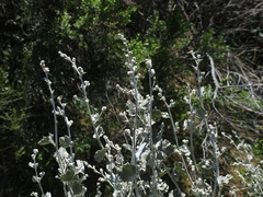 Malacothamnus niveus