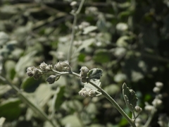 Malacothamnus niveus