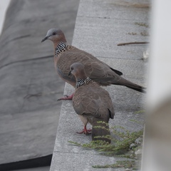 Streptopelia chinensis
