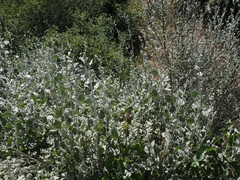 Malacothamnus niveus