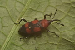 Rhodobaenus bicinctus
