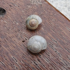 Gastropoda