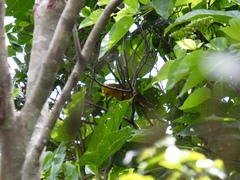 Cleptornis marchei