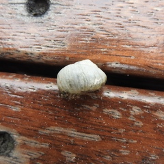 Gastropoda