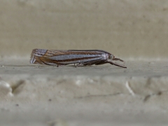 Crambus laqueatellus