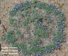 Lupinus breweri